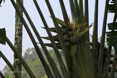 Ravenala madagascariensis